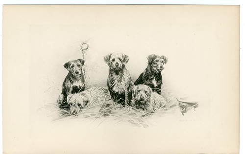 Border terrier antique - border,