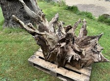  Ancient Tree Root Stump, Ornamental and Decorative
