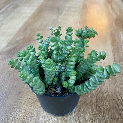 Crassula hottentot string - string, of