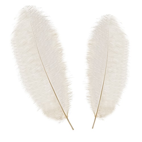 Ostrich feathers 60cm - ostrich, 50-60cm