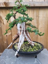 )Tanuki Needle Juniper Bonsai