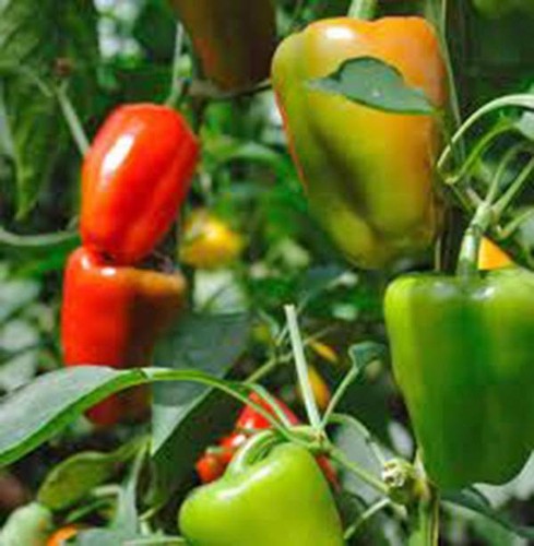 Bell pepper seed california - pepper,
