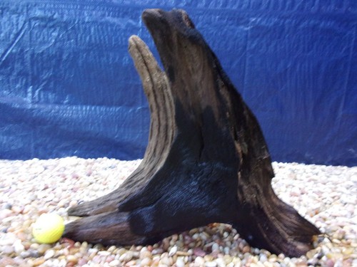 Large driftwood x17 - large,