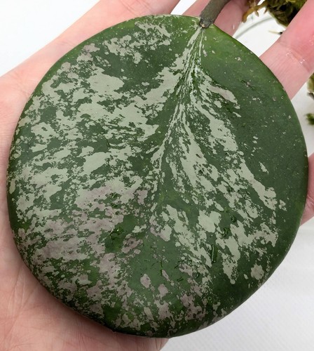Hoya obovata splash node - obovata, splash,