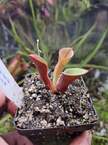Heliamphora pilosa veined - heliamphora,