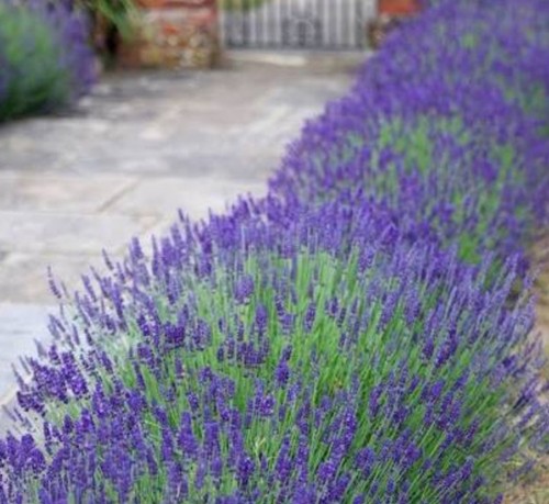 Lavender hidcote herb 9cm pot - 9cm,