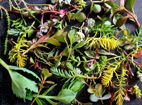 Sedum succulents bundle - sedum,