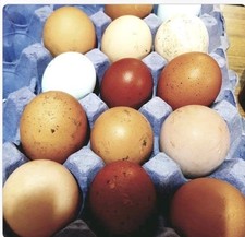 🐣6x Free Range Chicken Eggs