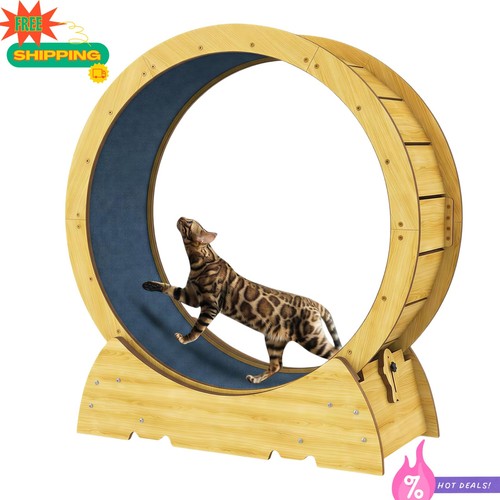 New 36in cat - cat, exercise