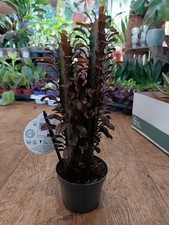 Euphorbia Eritrea | 12 Cm Pot