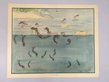 Enid Blyton Nature Plates Poster 45 The Water Babies Vintage Education Poster