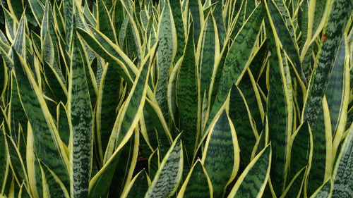 Rooted sansevieria draceana - sansevieria,