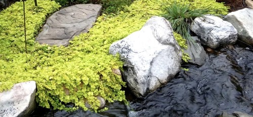 10x lysimachia nummularia - 10x,