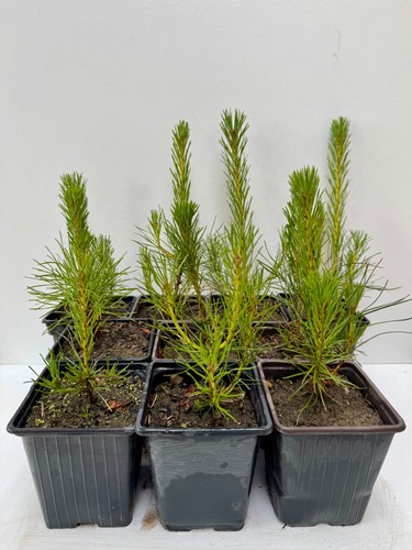 Scots pine trees - 🌲,