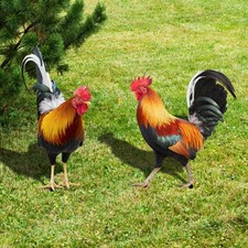 Rooster Chicken Statue Outdoor