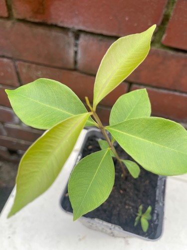 Black java plum plant - black,