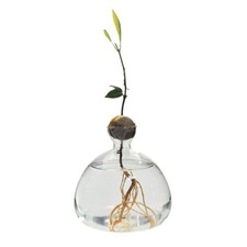 Small Avocado Starter Vase