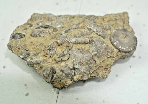 Fossil bryozoan sea - sea, floor