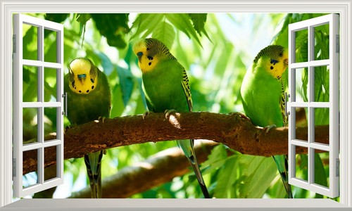 Budgie budgerigar smash - budgerigar, 3d