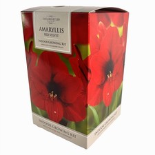 Amaryllis bulb indoor Red