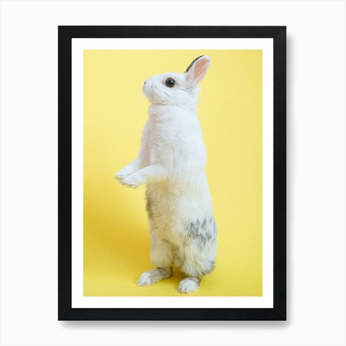 Rabbit standing hind legs - rabbit, on