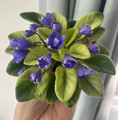 African violets two freshly