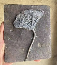 Natural Devonian prehistoric