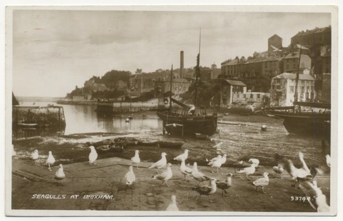 Seagulls brixham devon - seagulls, brixham,