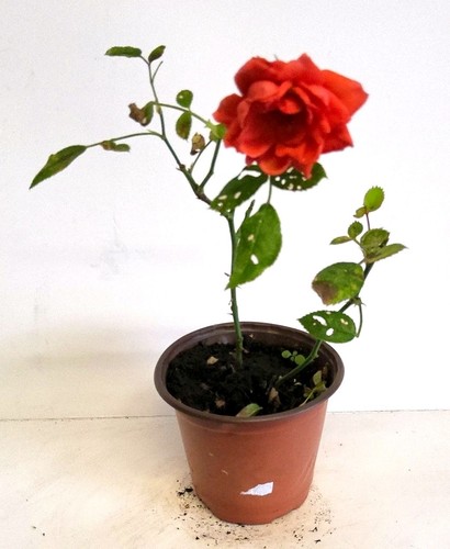 Orange rose potted - orange,