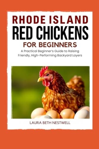 Rhode island red chickens - red,