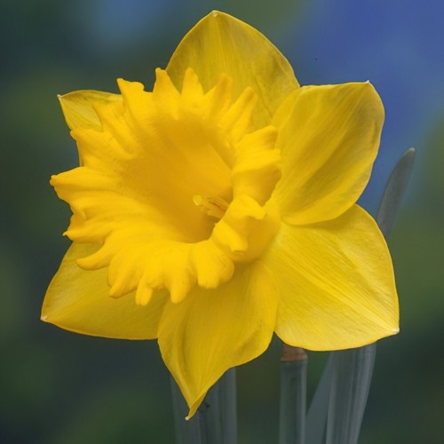 Yellow daffodil flower - bulbs,