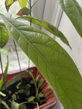 Fresh Young Avocado Tree Plant