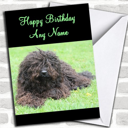 Barbet dog birthday - dog,