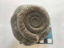Dactylioceras ammonite double - dactylioceras, ammonite,double