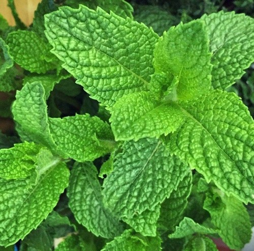 Garden mint plug plants - 4,