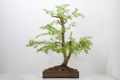 Eastern hemlock tsuga - eastern,