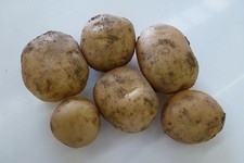 Home Guard Seed Potatoes -