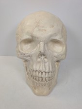 Large plastic skull head - skull,