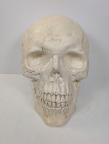 Large plastic skull head - skull,