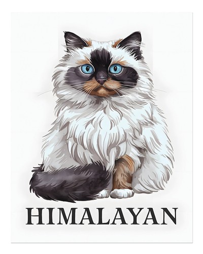 Charming himalayan cat wall - charming,