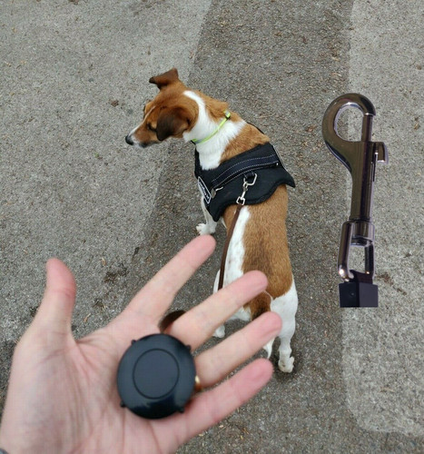 Small retractable dog - small,