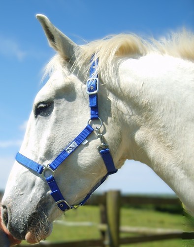 Horse head collar extra full - collar,