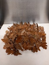 500 Natural Oak Leaves - For