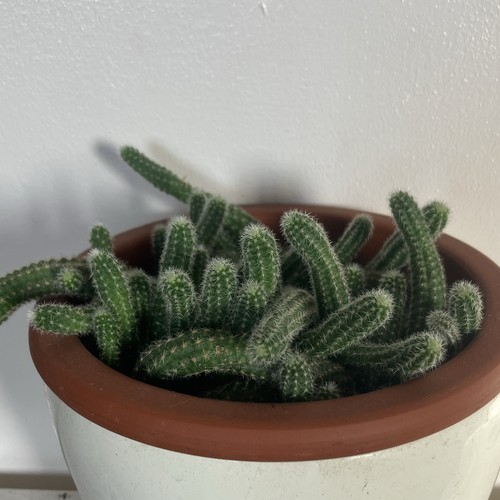 Peanut cactus cutting - plant, in