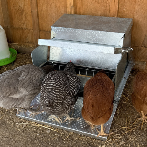 Automatic chicken feeder - automatic,