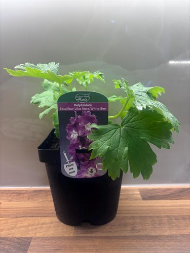 Delphinium excalibur lilac - delphinium,