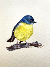 Eastern Yellow Robin Bird
