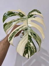 Variegated Monstera Albo