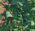Vegetable - Runner Bean - Painted Lady - 100 Seeds - Large