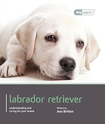 Labrador retriever dog - labrador,